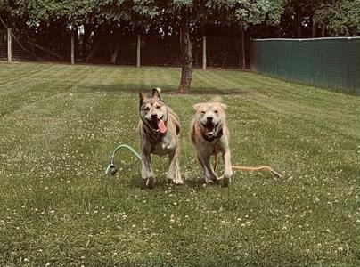 Two dogs running on a grassy field