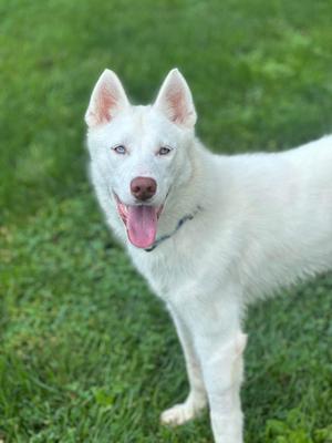Tundra, Husky, young, available for adoption