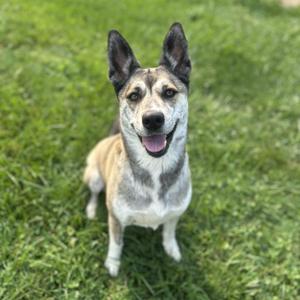 A happy dog with a black and white face and a tan body, standing on green grass.