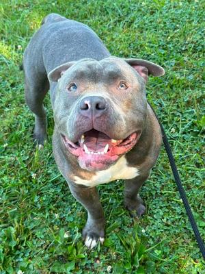 Meatball, Pit Bull Terrier, young, available for adoption