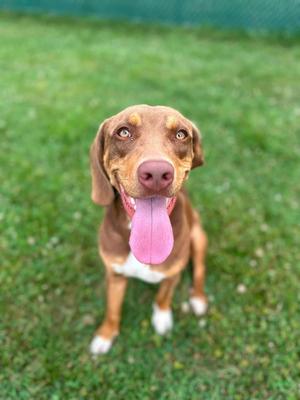 A brown dog with a white chest and paws is sitting on a grassy field, looking up with its tongue out.