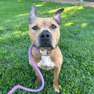 A brown and white dog with a purple leash standing on a grassy lawn.