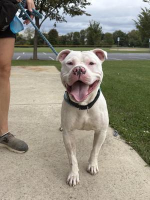 Ghost, Pit Bull Terrier, adult, available for adoption