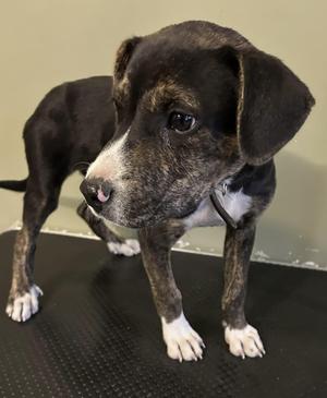 Kai, American Staffordshire Terrier, puppy, available for adoption