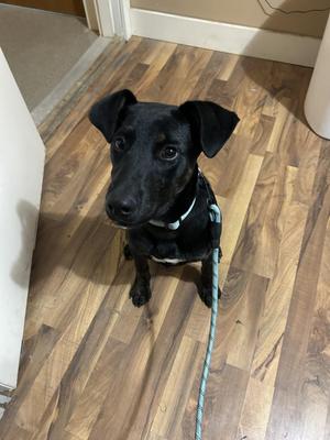 Bear, Labrador Retriever / Pit Bull Terrier, young, available for adoption