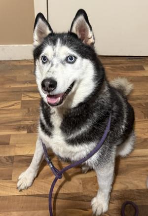 Zeac, Husky, adult, available for adoption