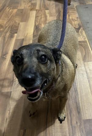 Mea, Jack Russell Terrier, adult, available for adoption