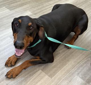 Titan, Doberman Pinscher, young, available for adoption