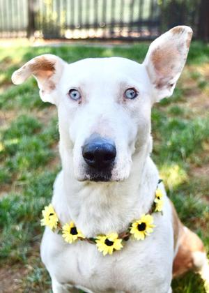 Summer, Mixed Breed / Cattle Dog, adult, available for adoption