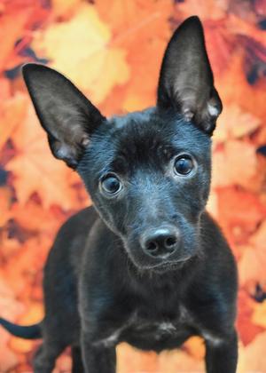 Vinnie, Terrier, young, available for adoption