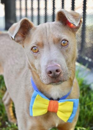 Sid, Terrier, adult, available for adoption