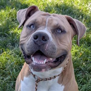 Otis, American Bully, young, available for adoption