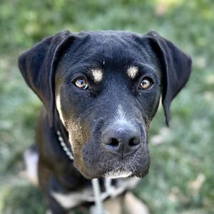 A close-up of a black dog with brown eyes and a white patch on its chest, looking directly at the camera.