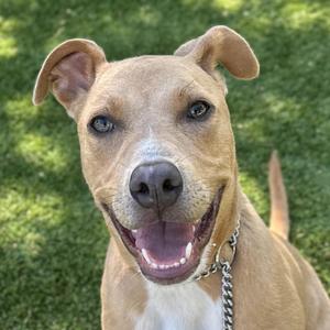 A happy brown dog with floppy ears and a chain collar, sitting on a grassy lawn.