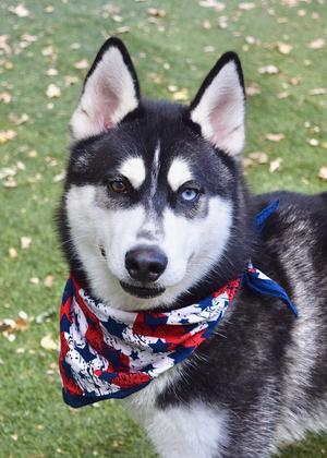 Kip, Siberian Husky, young, available for adoption