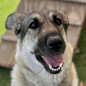 Rainy, German Shepherd Dog, adult, available for adoption