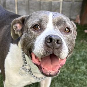 Honey, Pit Bull Terrier, senior, available for adoption