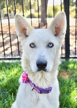 Sky, German Shepherd Dog / Siberian Husky, adult, available for adoption