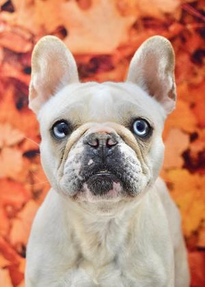 Kate Moss, French Bulldog, adult, available for adoption