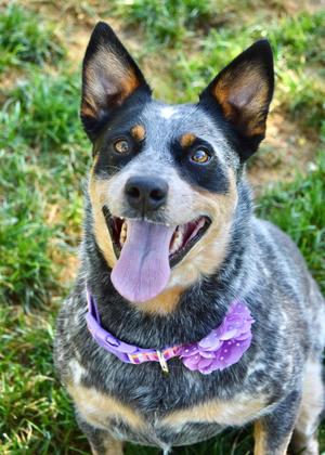 Pickles, Australian Cattle Dog / Blue Heeler, adult, available for adoption
