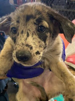 8, German Shepherd Dog, puppy, available for adoption