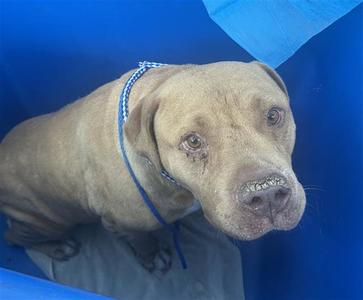 CANE, American Pit Bull Terrier, senior, available for adoption