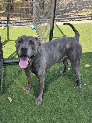 BOB, Pit Bull Terrier, adult, available for adoption