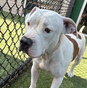 ELMER, Pit Bull Terrier, young, available for adoption