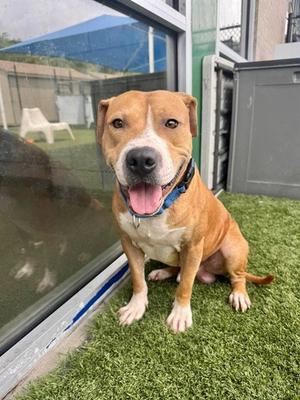 FARIO, Pit Bull Terrier / Boxer, adult, available for adoption