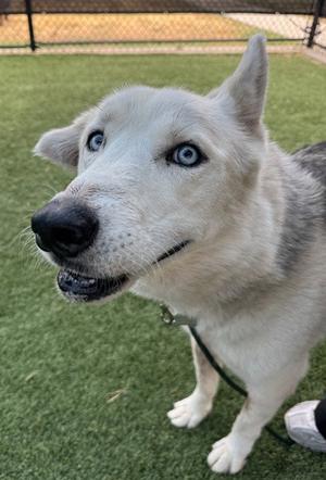 A close-up of a husky dog with striking blue eyes, standing on green artificial turf. The dog has a white and gray coat, and its ears are perked up. It appears to be wearing a collar with a leash attached.