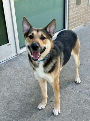 A medium-sized dog with tan, black, and white fur stands outside on a concrete surface. The dog has large, erect ears, a black nose, and is panting with its tongue out and mouth open. It is wearing a blue collar. The background shows a glass door and a brick wall.