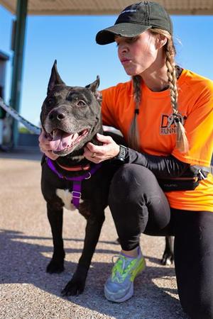 BIG JOHN, Pit Bull Terrier, senior, available for adoption