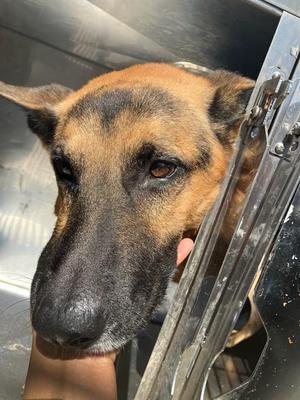 ACE, German Shepherd Dog, adult, available for adoption