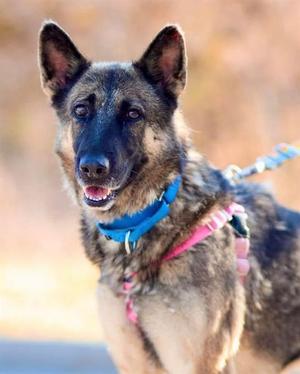 COOKIE, German Shepherd Dog, adult, available for adoption