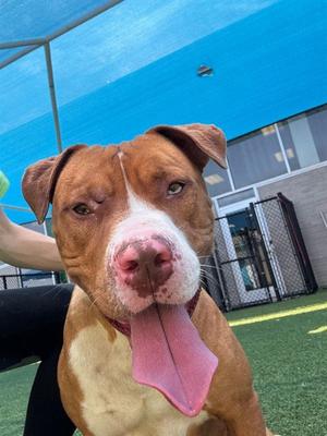 BO, Pit Bull Terrier, adult, available for adoption