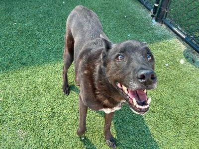 A happy brown dog standing on green artificial grass, looking up with its mouth open and tongue out.