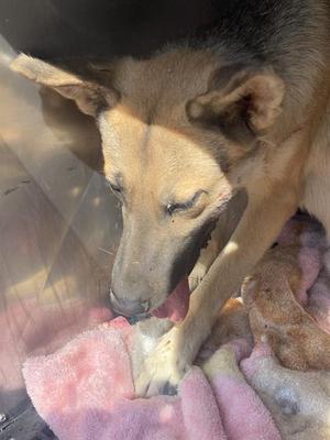 A dog with a light brown and black coat is lying on a pink blanket, appearing to be resting or sleeping.