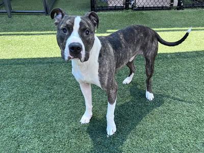 BAXTER, Pit Bull Terrier, young, available for adoption
