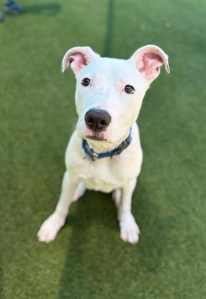 DAVID, Pit Bull Terrier, young, available for adoption