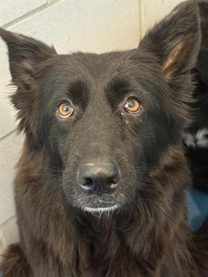 Close-up of a black dog with brown eyes