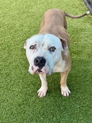 BABY GIRL, Pit Bull Terrier, adult, available for adoption