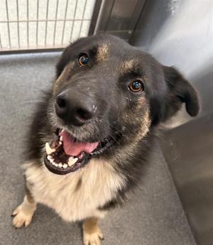 FINNEAS, German Shepherd Dog, adult, available for adoption
