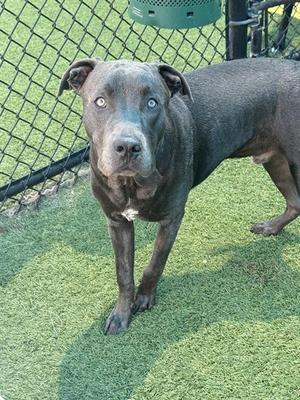 BRUNO, Pit Bull Terrier / Labrador Retriever, young, available for adoption