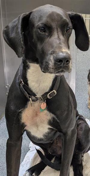 ASTRO, Great Dane, adult, available for adoption