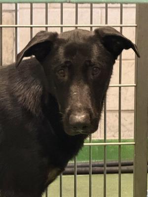 BLACKY, German Shepherd Dog, young, available for adoption