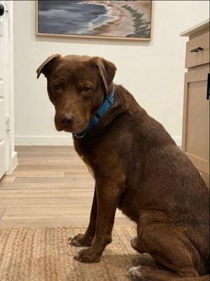 BRUNO, Labrador Retriever, adult, available for adoption