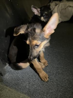 BOBO, German Shepherd Dog, puppy, available for adoption