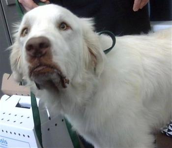 BANJO, Great Pyrenees, adult, available for adoption