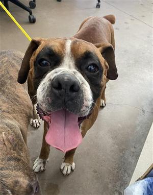 BRUCE, Boxer, adult, available for adoption