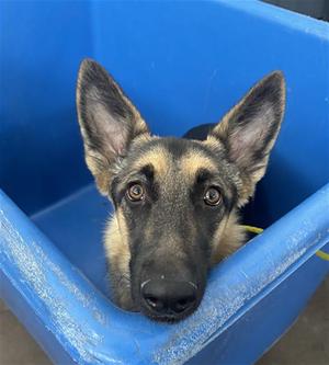 CHANEL, German Shepherd Dog, young, available for adoption